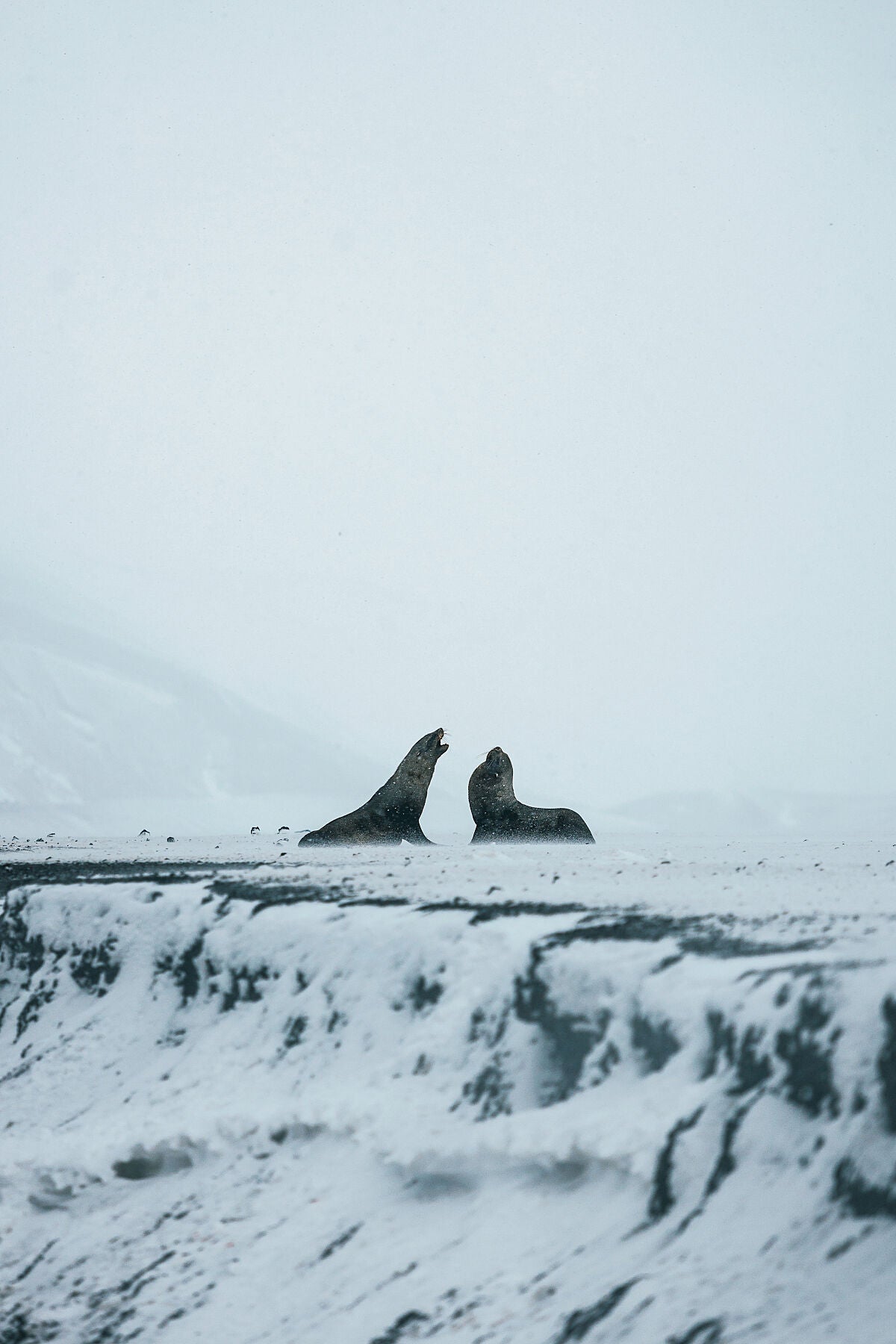 The Fight