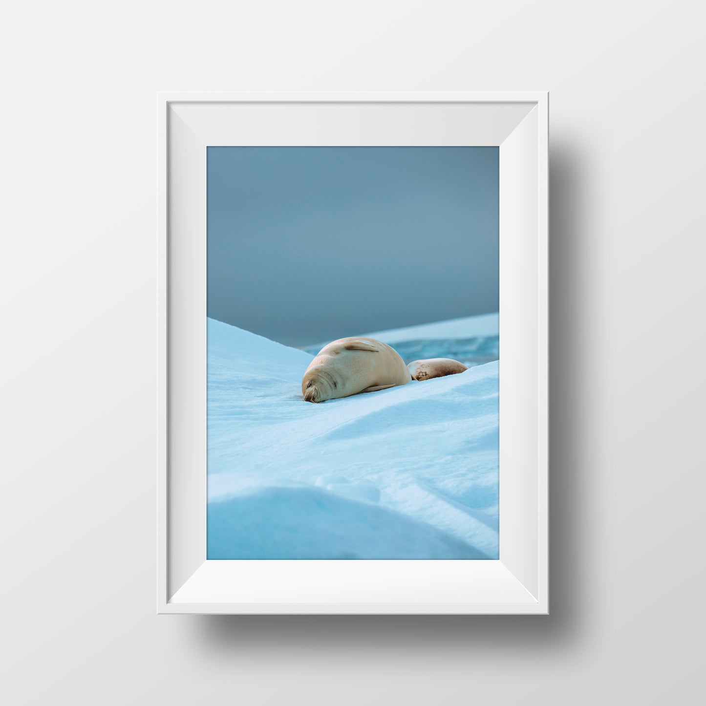 Sleepy Seal