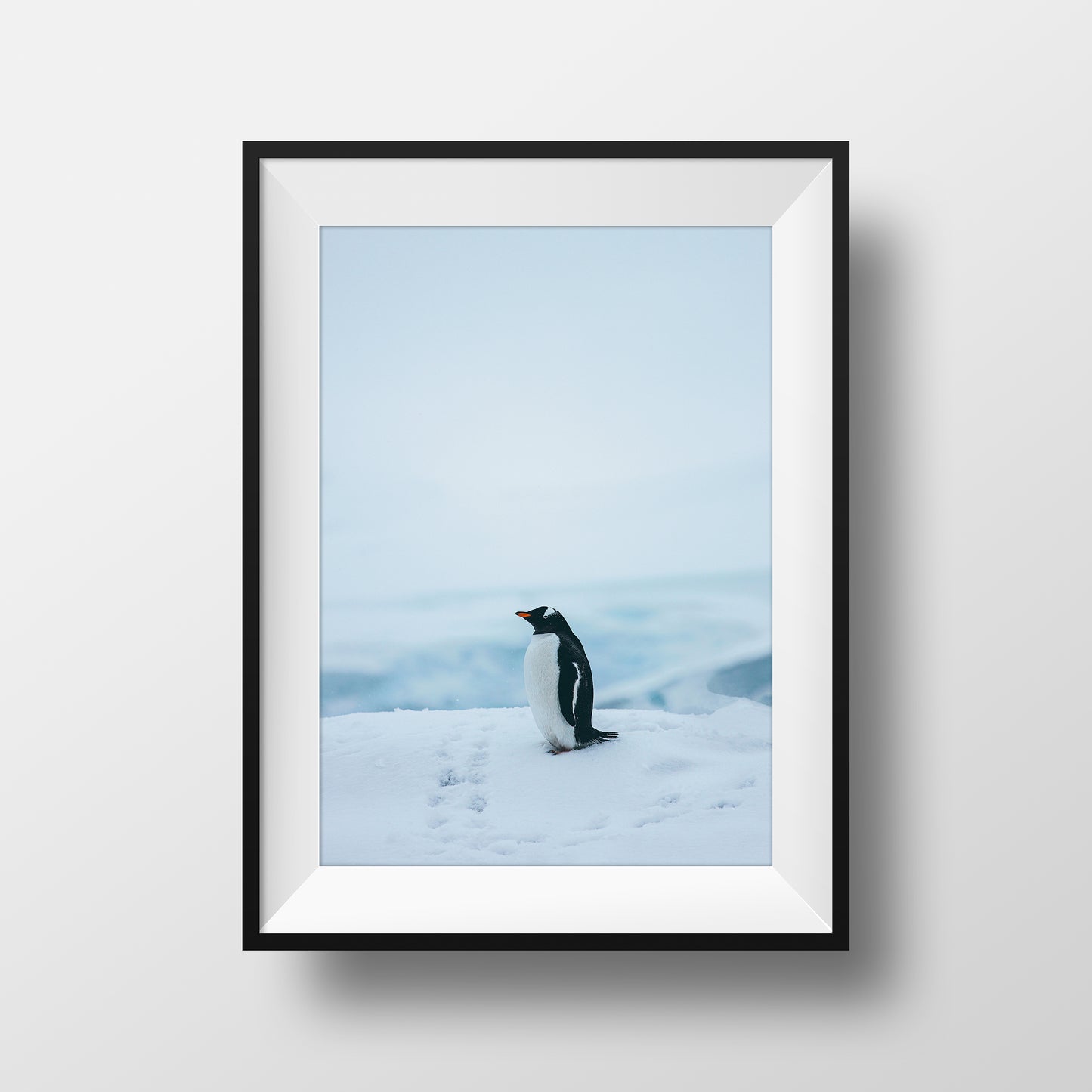 Lonely Penguin