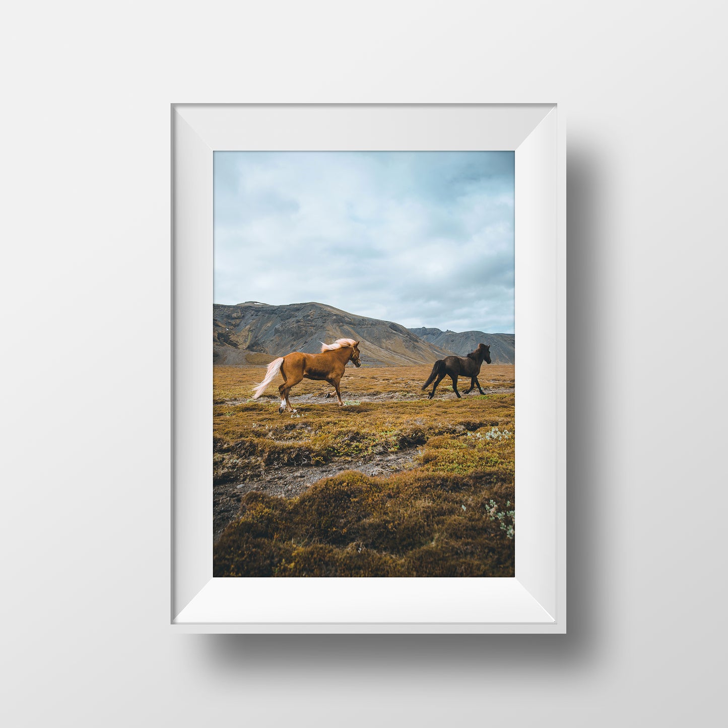 Icelandic Horses
