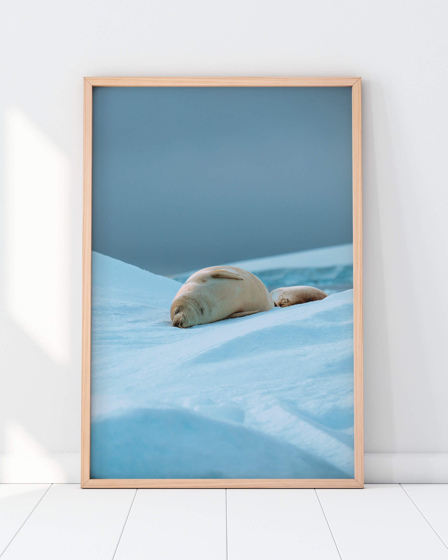 Sleepy Seal