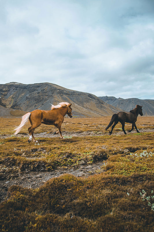 Icelandic Horses