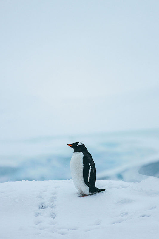 Lonely Penguin
