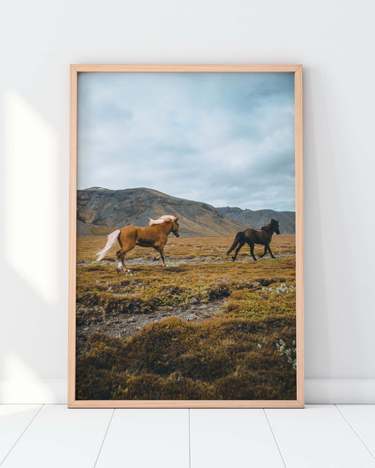 Icelandic Horses