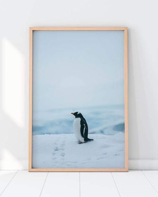 Lonely Penguin