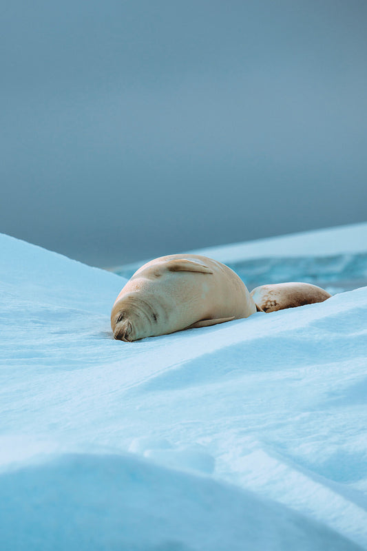 Sleepy Seal